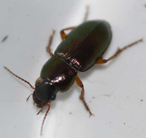 Harpalus affinis